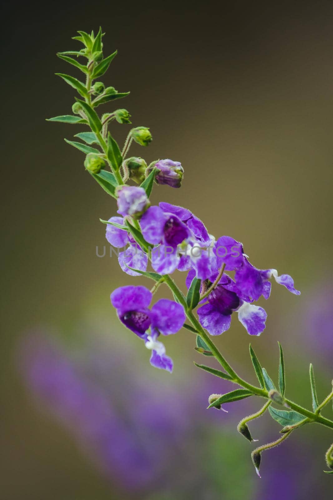 The Little Turtle Flower is a beautiful flower. Available in both purple and white