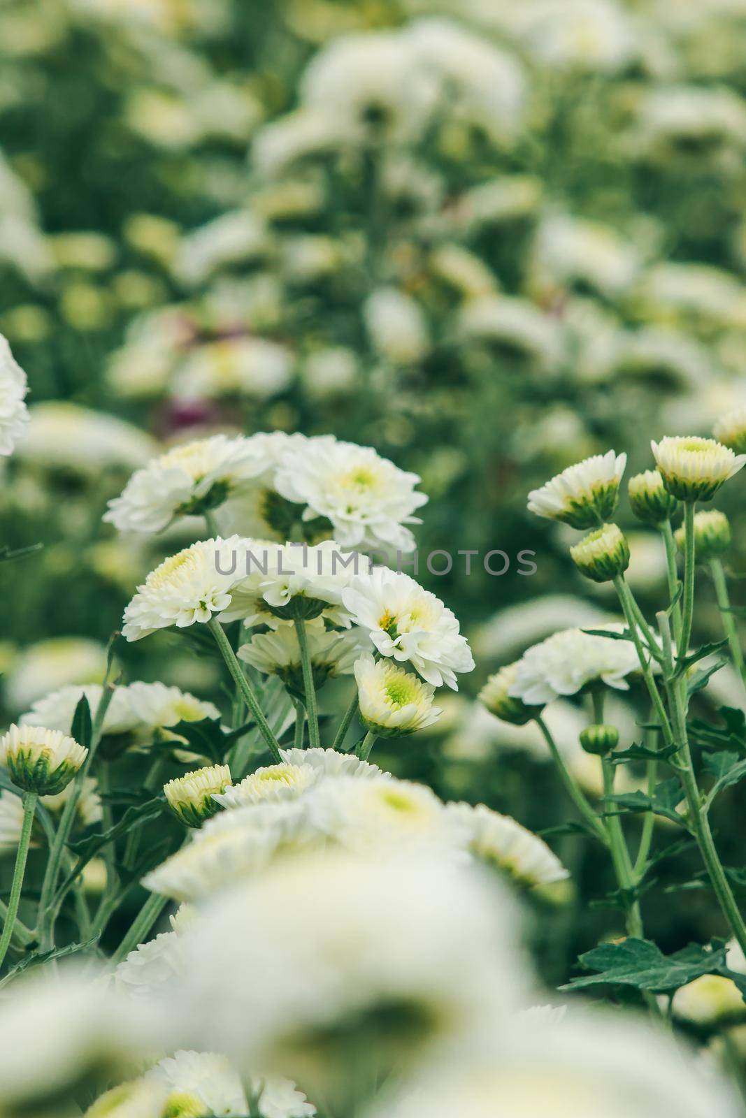 white chrysanthemum blooming by Puripatt