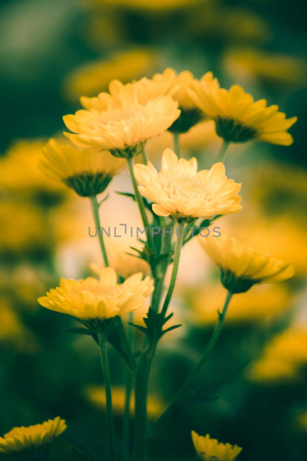 Yellow Chrysanthemum Flower is a flower of good fortune. Chrysanthemum is a flower that has been popular all over the world.