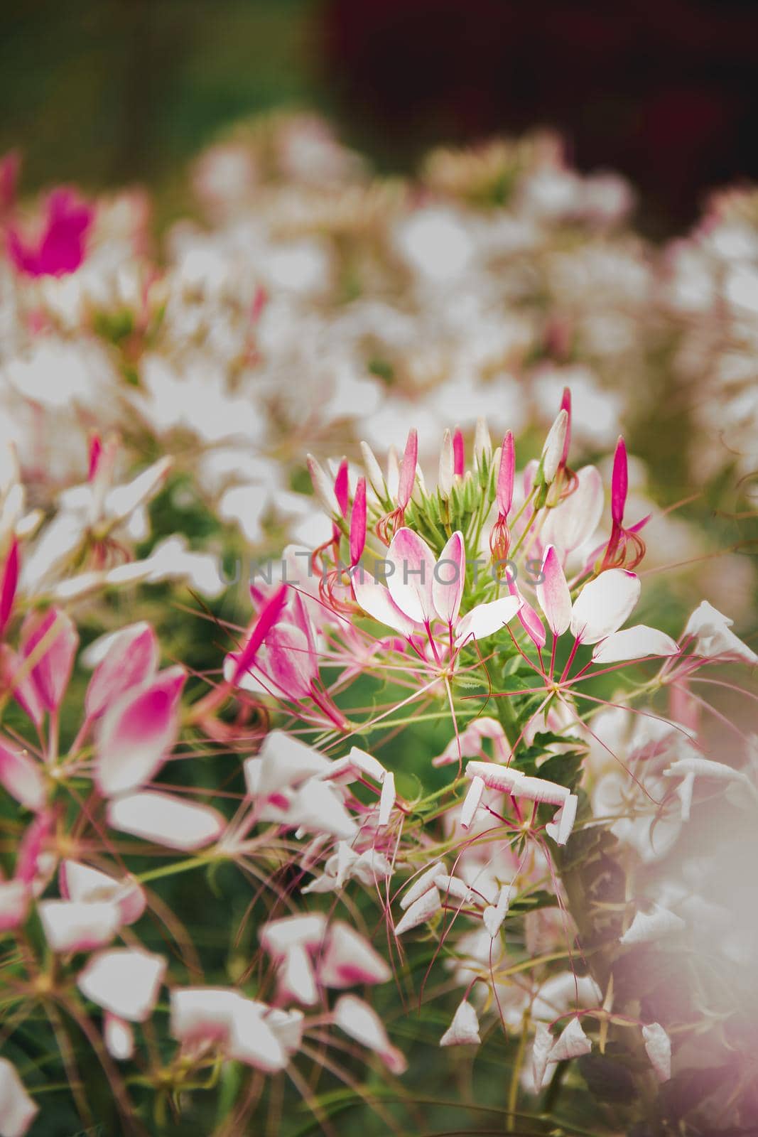 CLEOME SPINOSA LINN is another beautiful flower. Fast growing and therefore planted