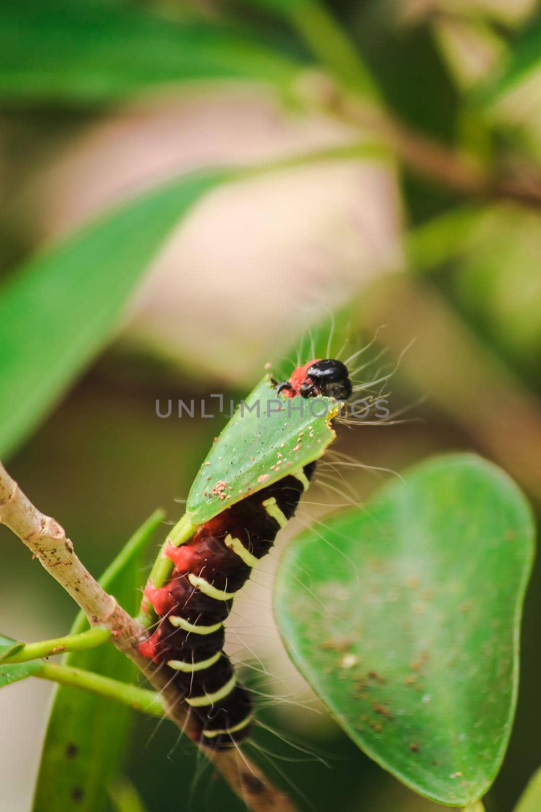 A worm is eating a green leaf to collect food. Before being pupa