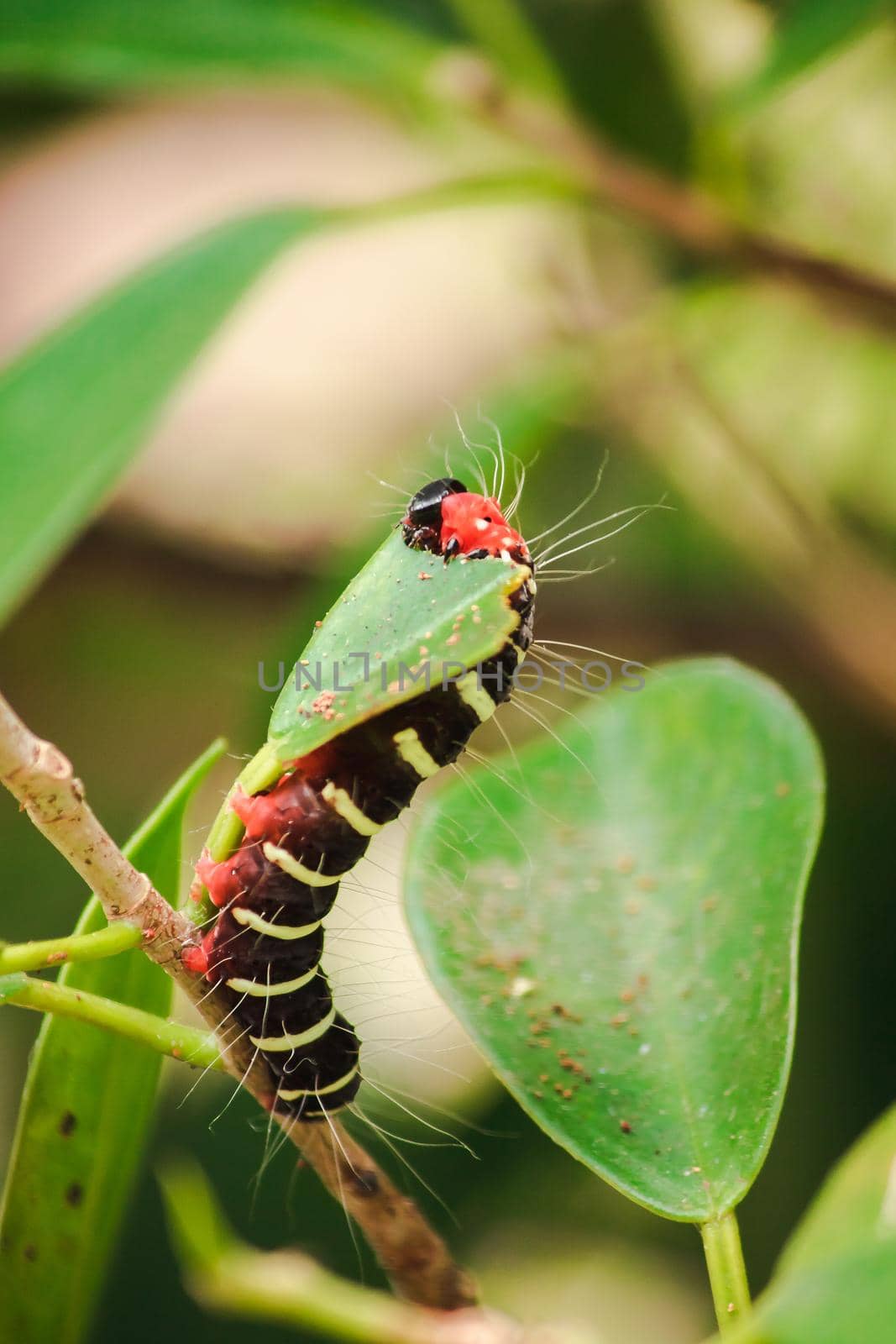 A worm is eating a green leaf to collect food. Before being pupa