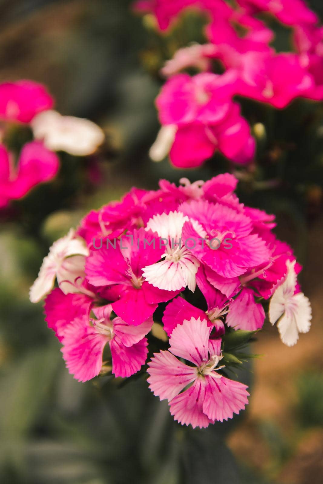 Dianthus is a genus of carnations with beautiful, eye-catching flowers.