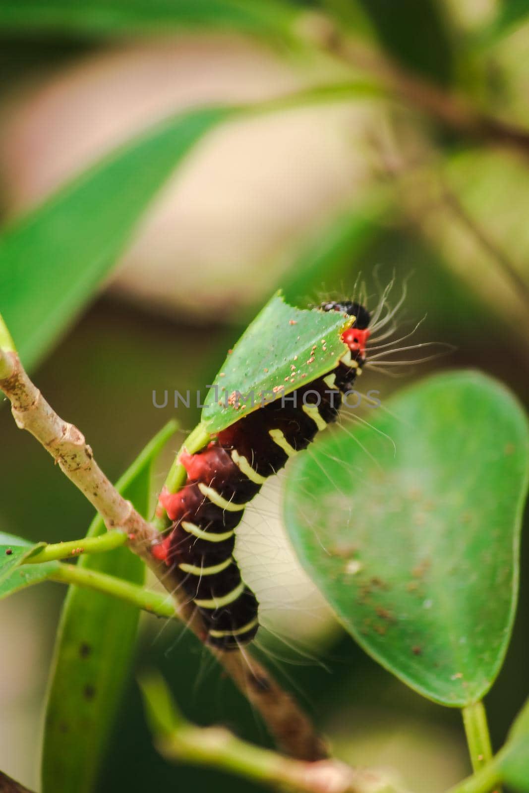 A worm is eating a green leaf to collect food. Before being pupa