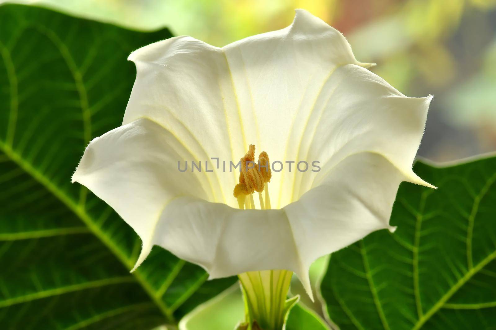 thorn apple with white flower