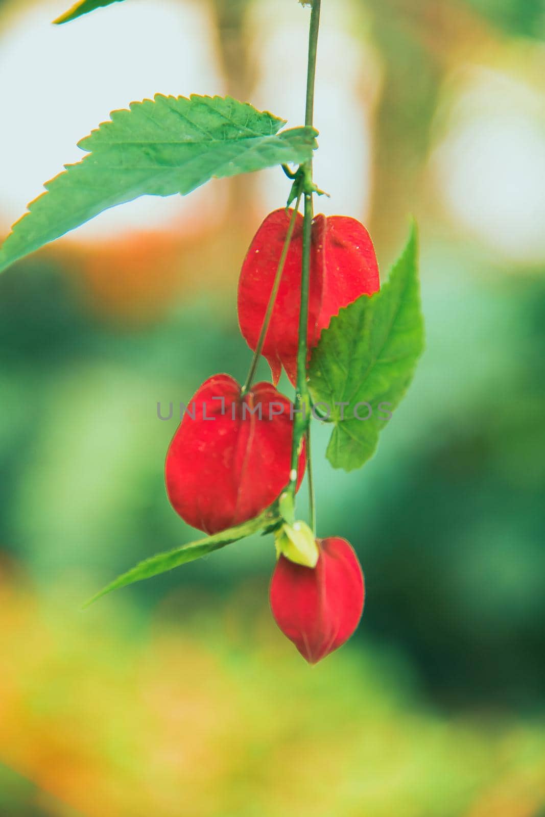 Trailing Abutilon The flowers are orange-yellow and have a red base. Is an ornamental plant that is popular in the tropics