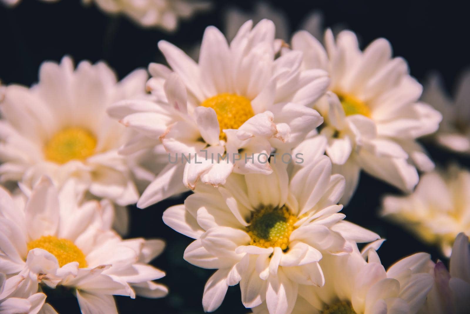 White Chrysanthemum Flower Close Up by Puripatt