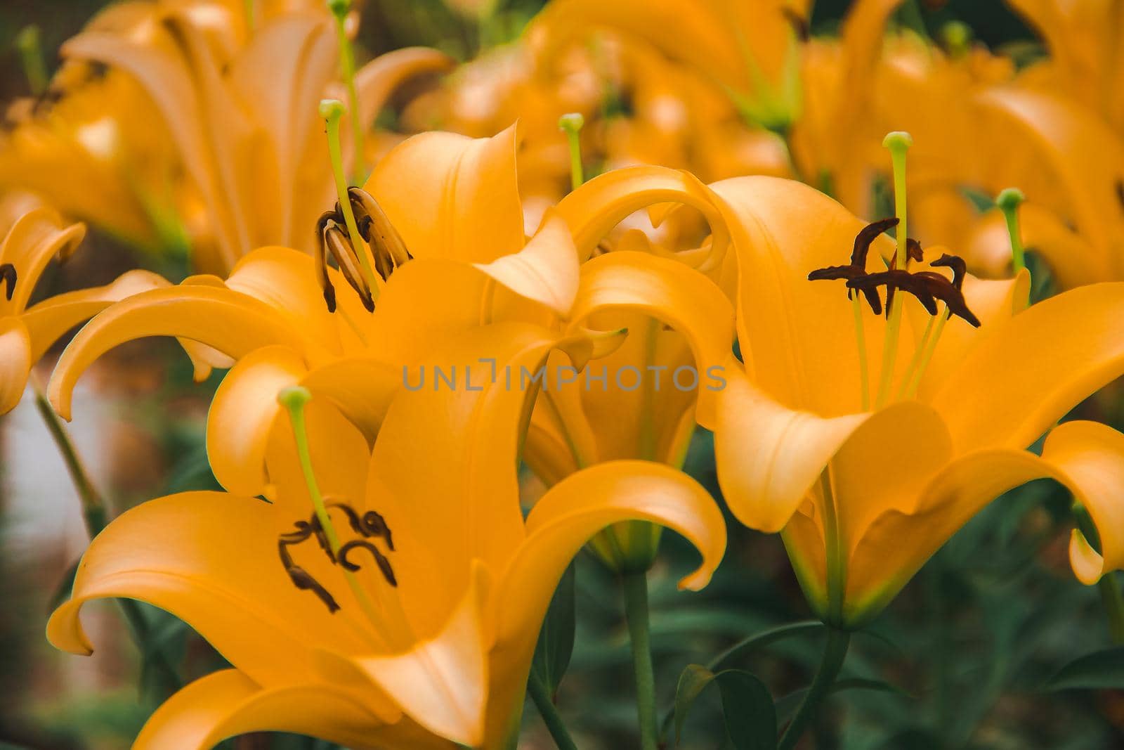 Yellow Lily is a beautiful flower.  Is a temperate flower Originated in China And northern Japan