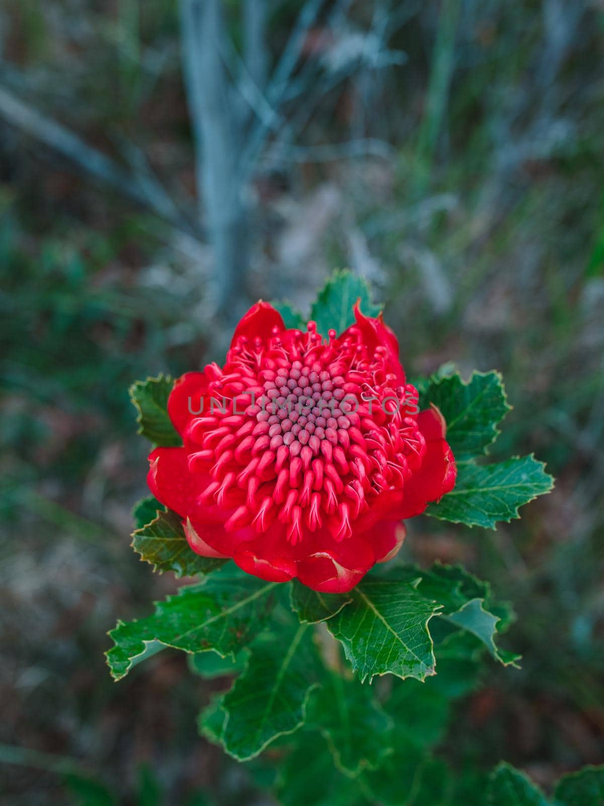 Australian native red and magenta Waratah flower. Flower head. High quality photo