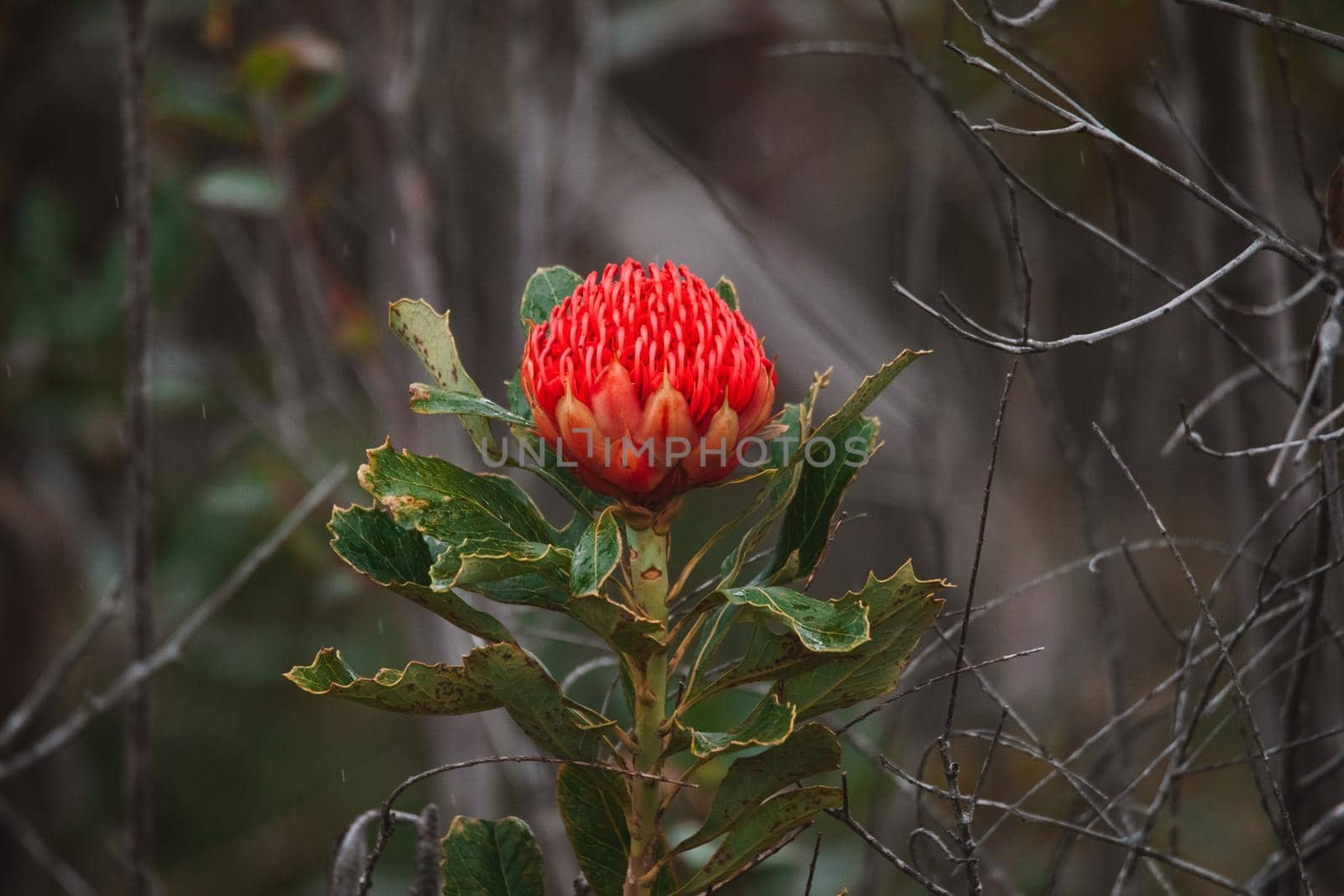 Australian native red and magenta Waratah flower. Flower head. High quality photo