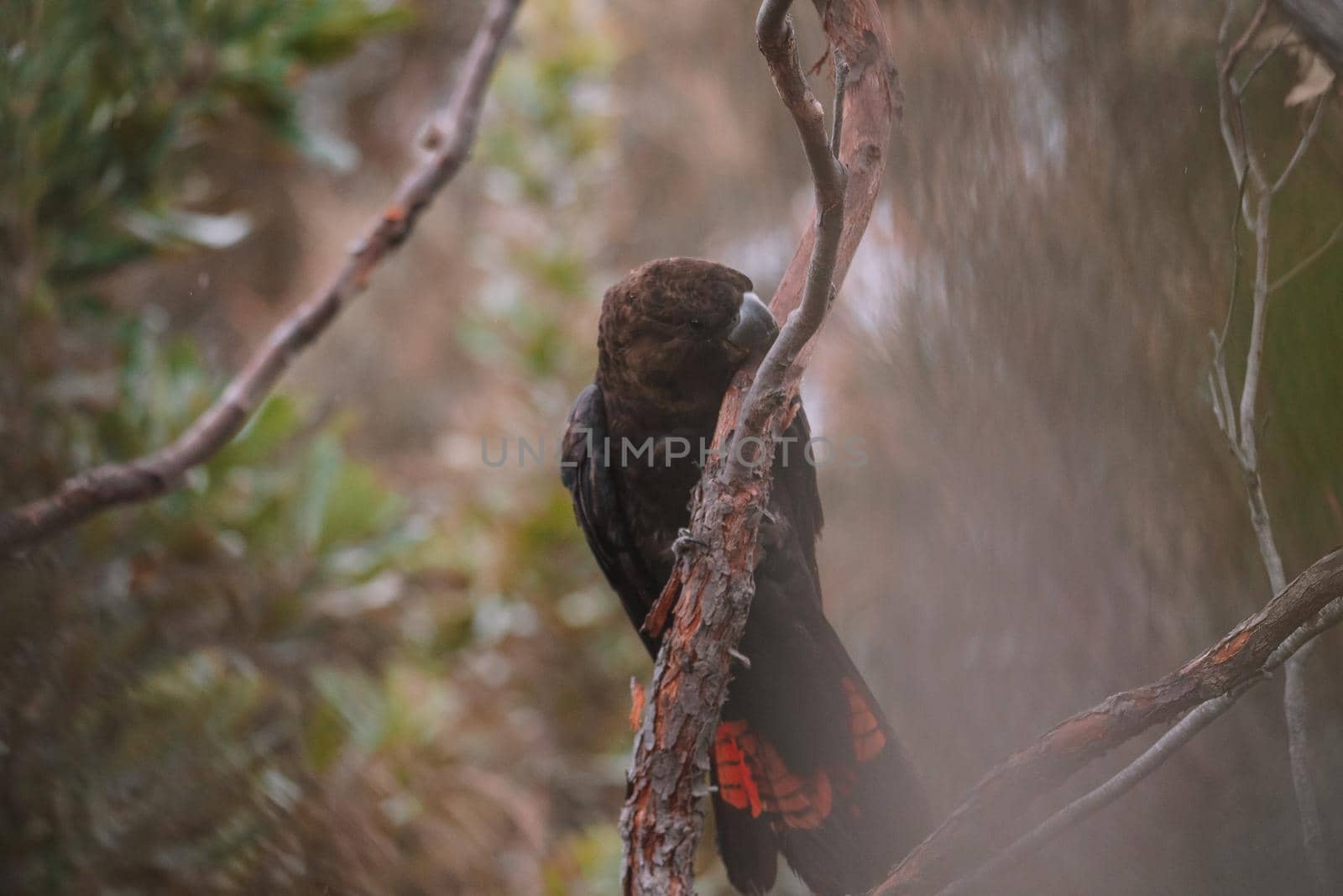 Glossy black cockatoo sitting in a tree. by braydenstanfordphoto