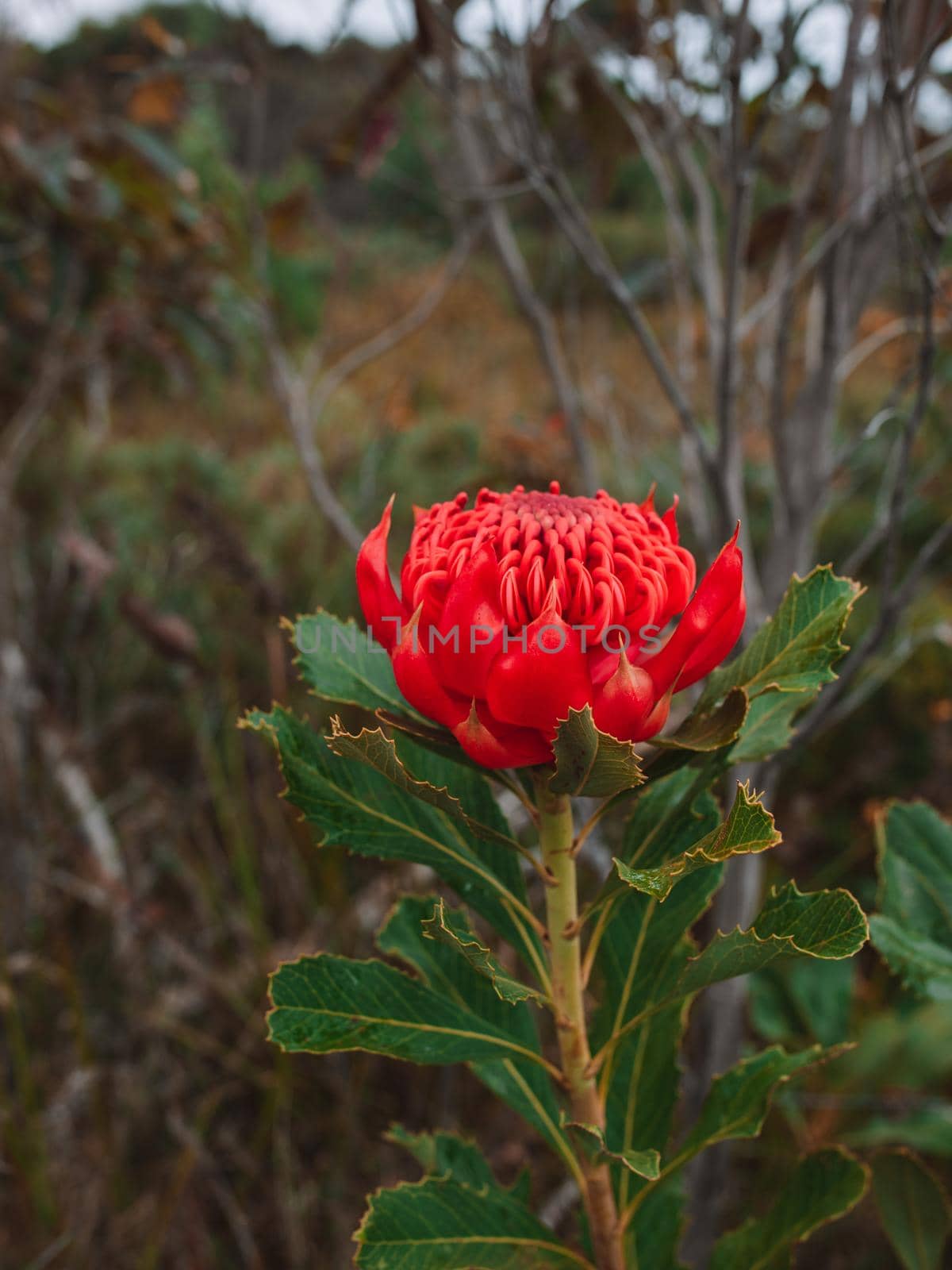 Australian native red and magenta Waratah flower. Flower head. by braydenstanfordphoto