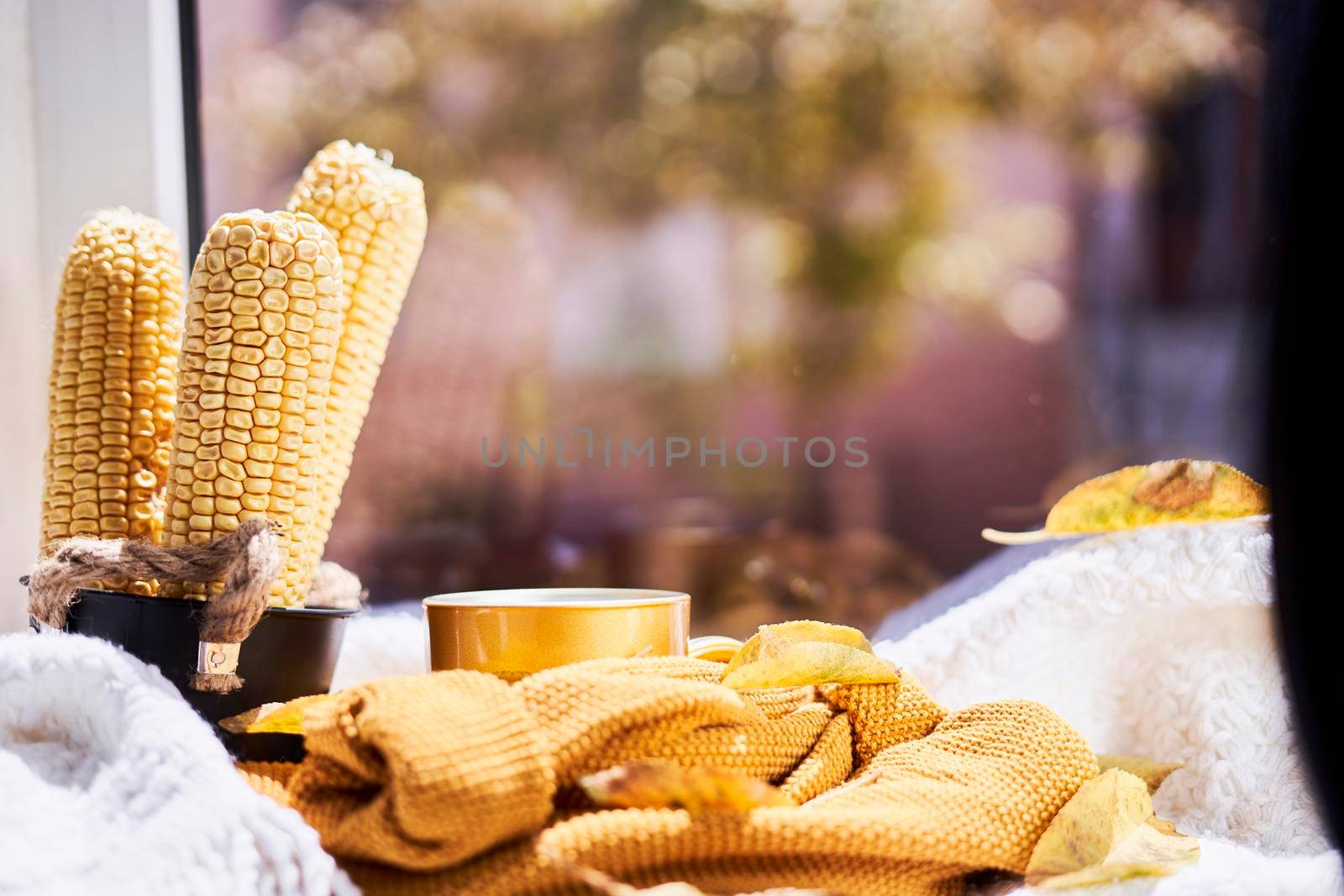 Corns, autumn leaves, pine cones and coffee cup on windowsill. Creative autumnal background near the windows in a sunny autumn day