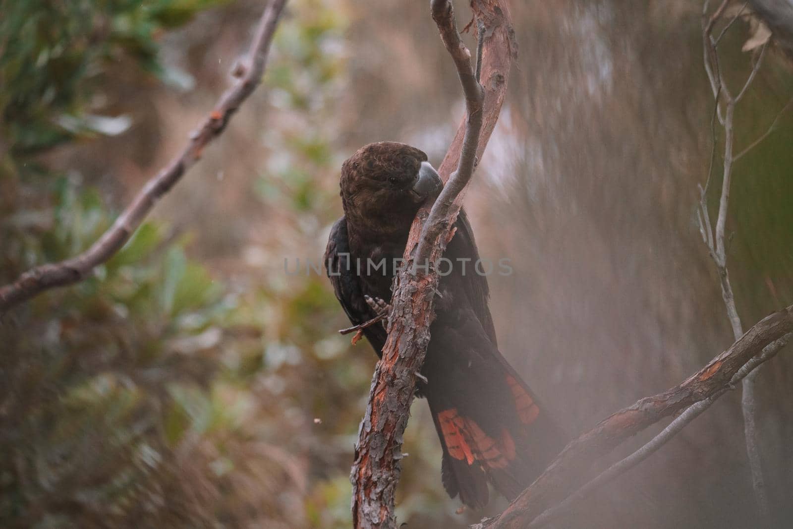 Glossy black cockatoo sitting in a tree. High quality photo