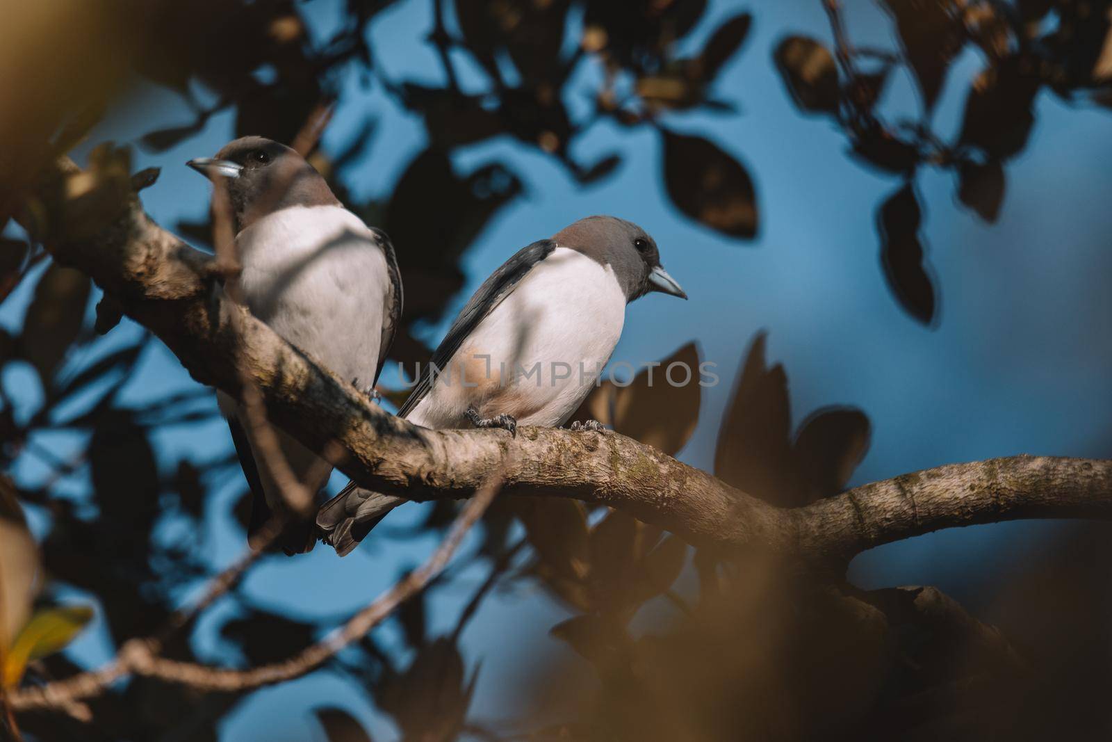 White-breasted Woodswallow (Artamus leucorhynchus) in Australia. High quality photo