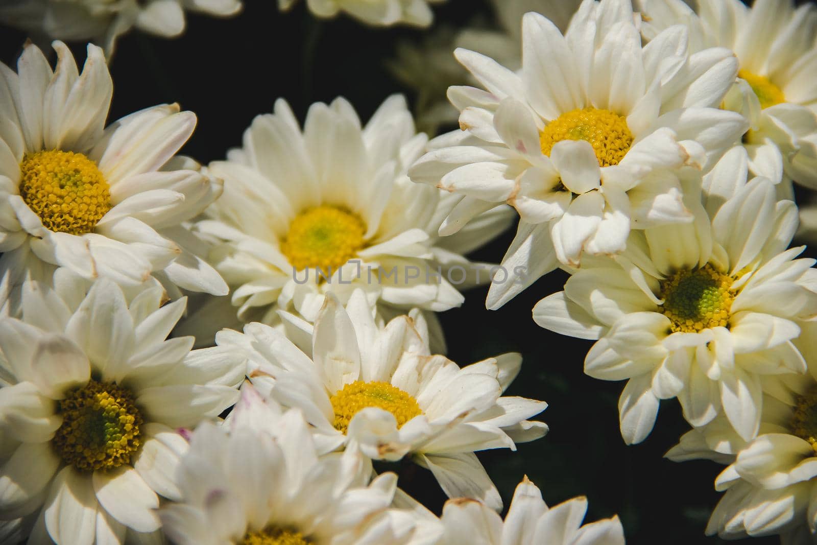 White Chrysanthemum Flower Close Up by Puripatt