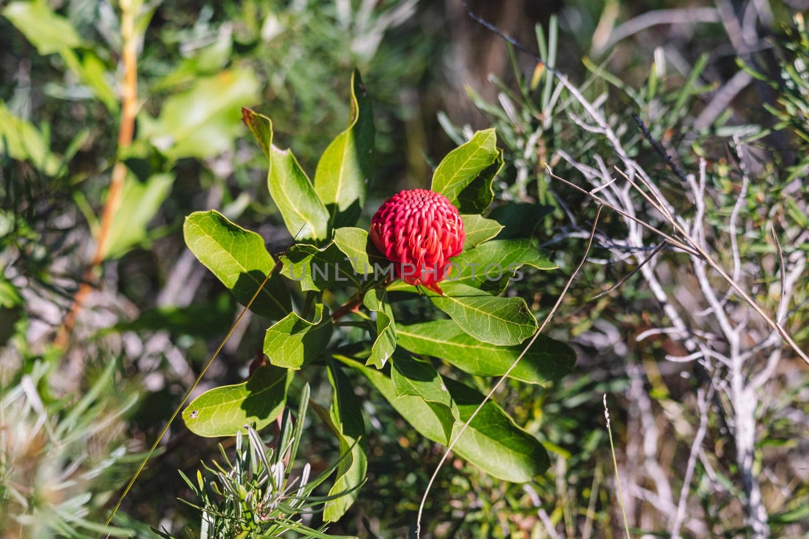 Australian native red and magenta Waratah flower. Flower head. High quality photo