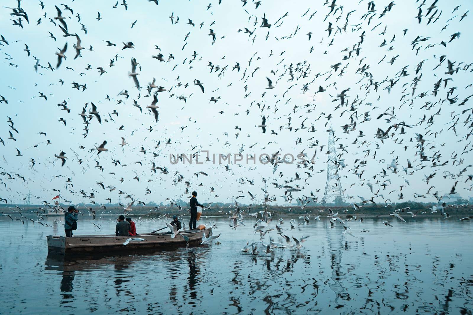 Photo of Siberian bird flying over a river at day time, with a boat sailing in the middle