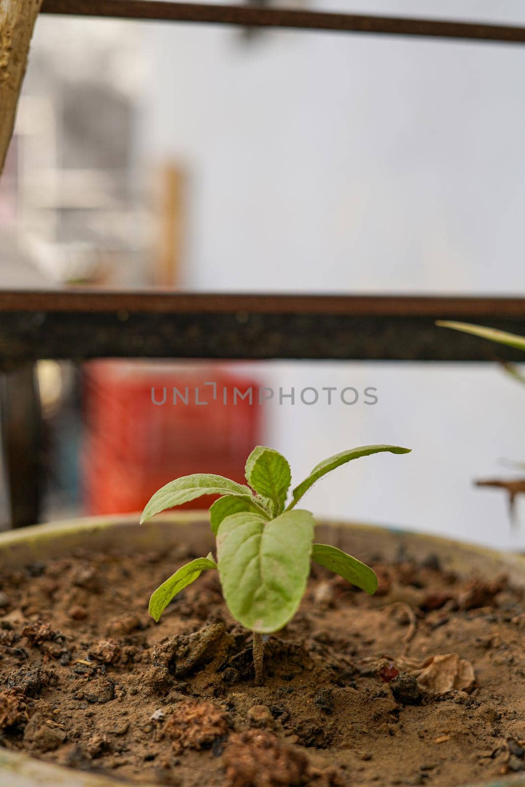 A very small tiny plant in a pot with selective focus