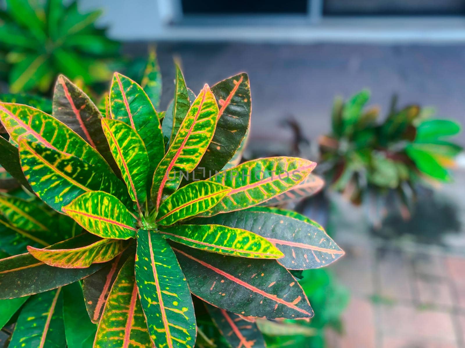 Greenery background of nature plant and leaf by NongEngEng