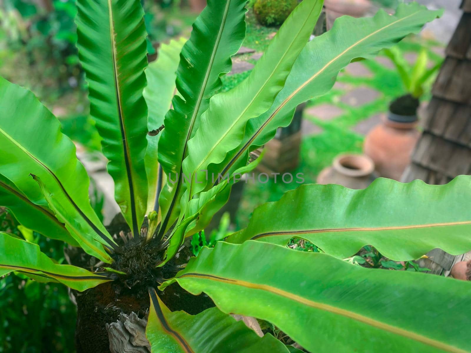 Greenery background of nature plant and leaf by NongEngEng