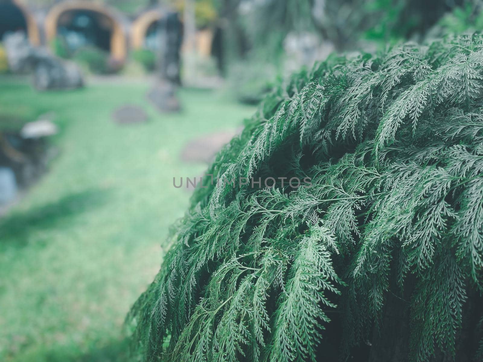 Greenery background, green color of nature plant and leaf environment greenery concept