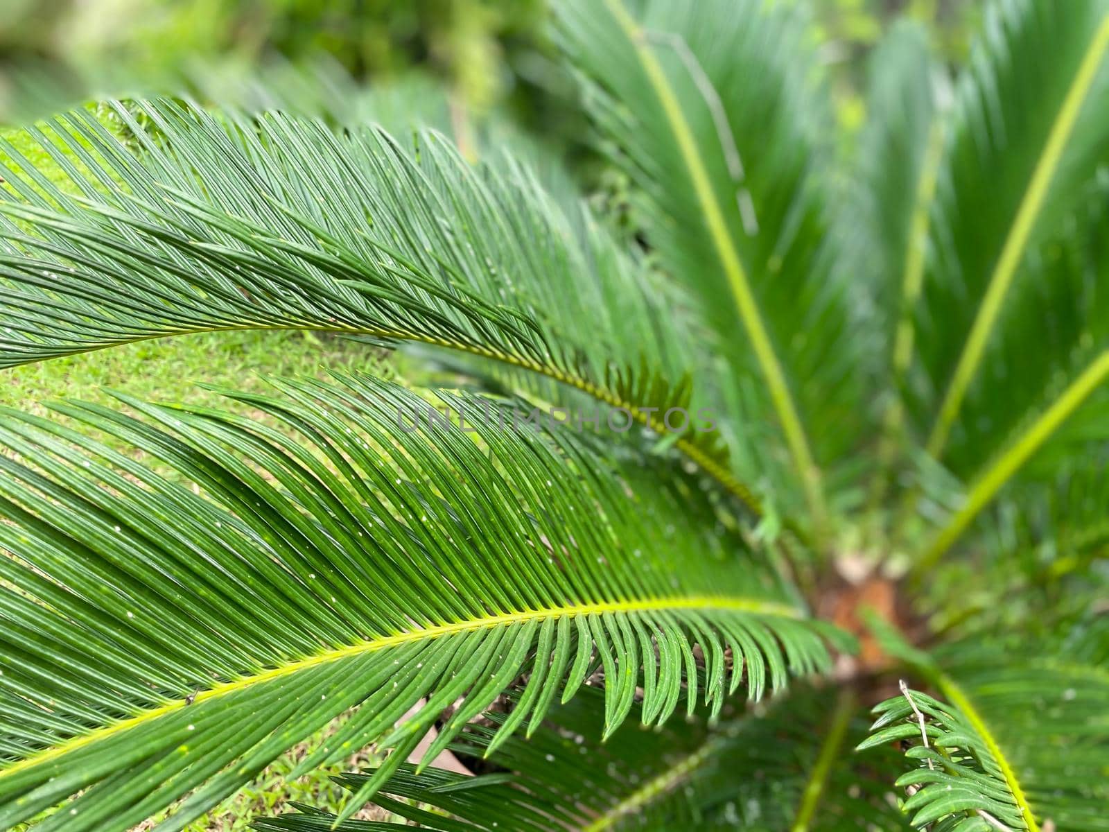 Greenery background of nature plant and leaf by NongEngEng