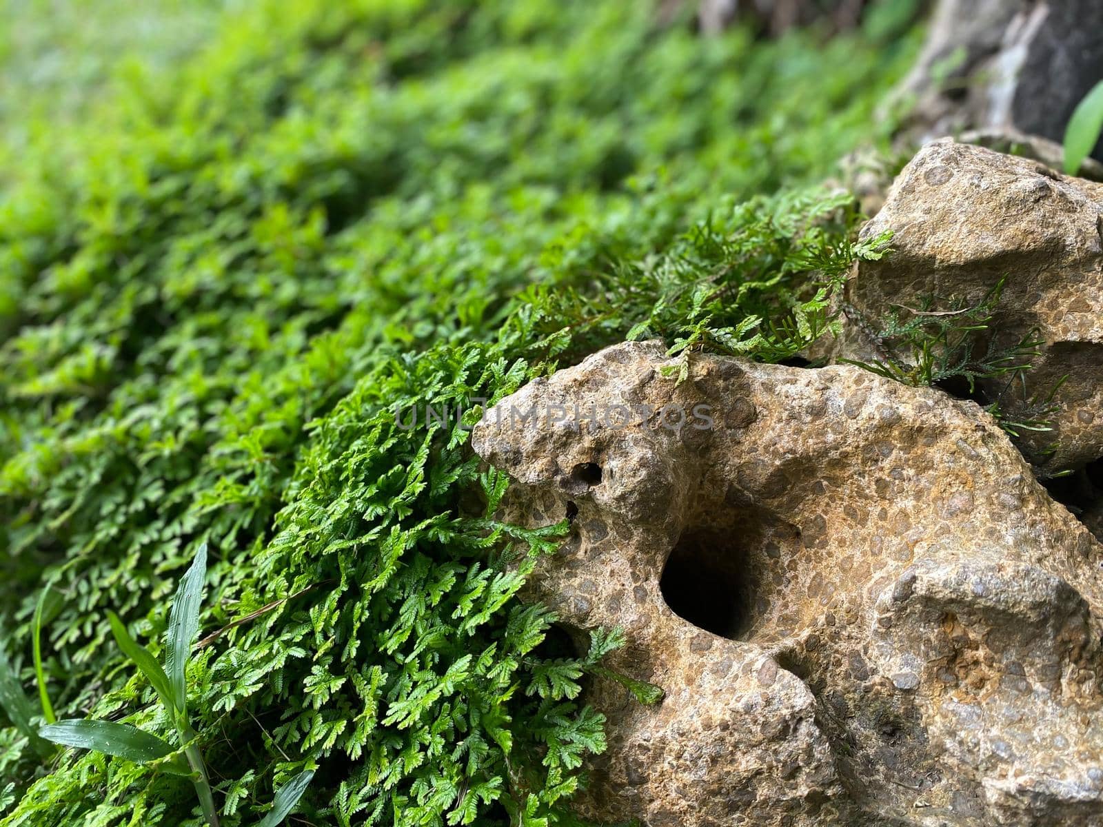 Greenery background of nature plant and leaf by NongEngEng