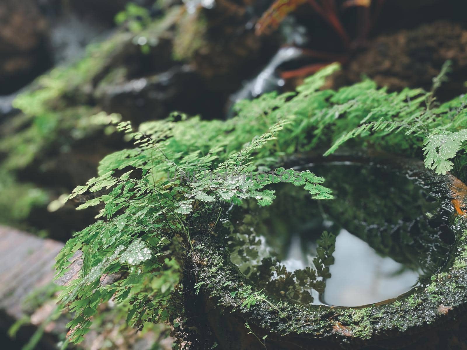 Big earthen jar, Water bowl or jar made from clay covered with moss naturally occurring in a moist and shady atmosphere put decorations in the garden