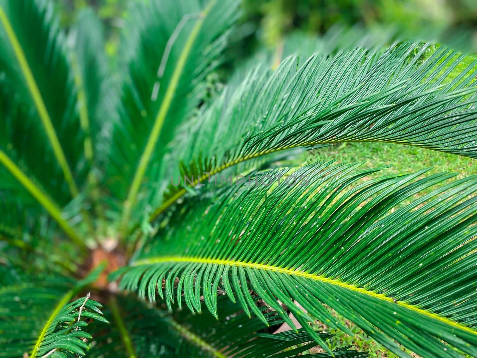 Greenery background of nature plant and leaf by NongEngEng