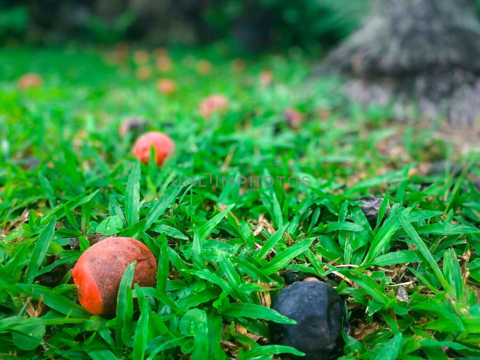 Greenery background, green color of nature plant and leaf environment greenery concept