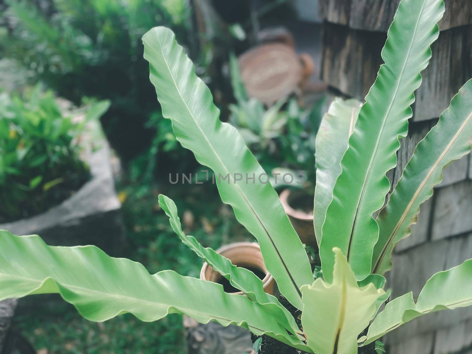 Greenery background, green color of nature plant and leaf environment greenery concept