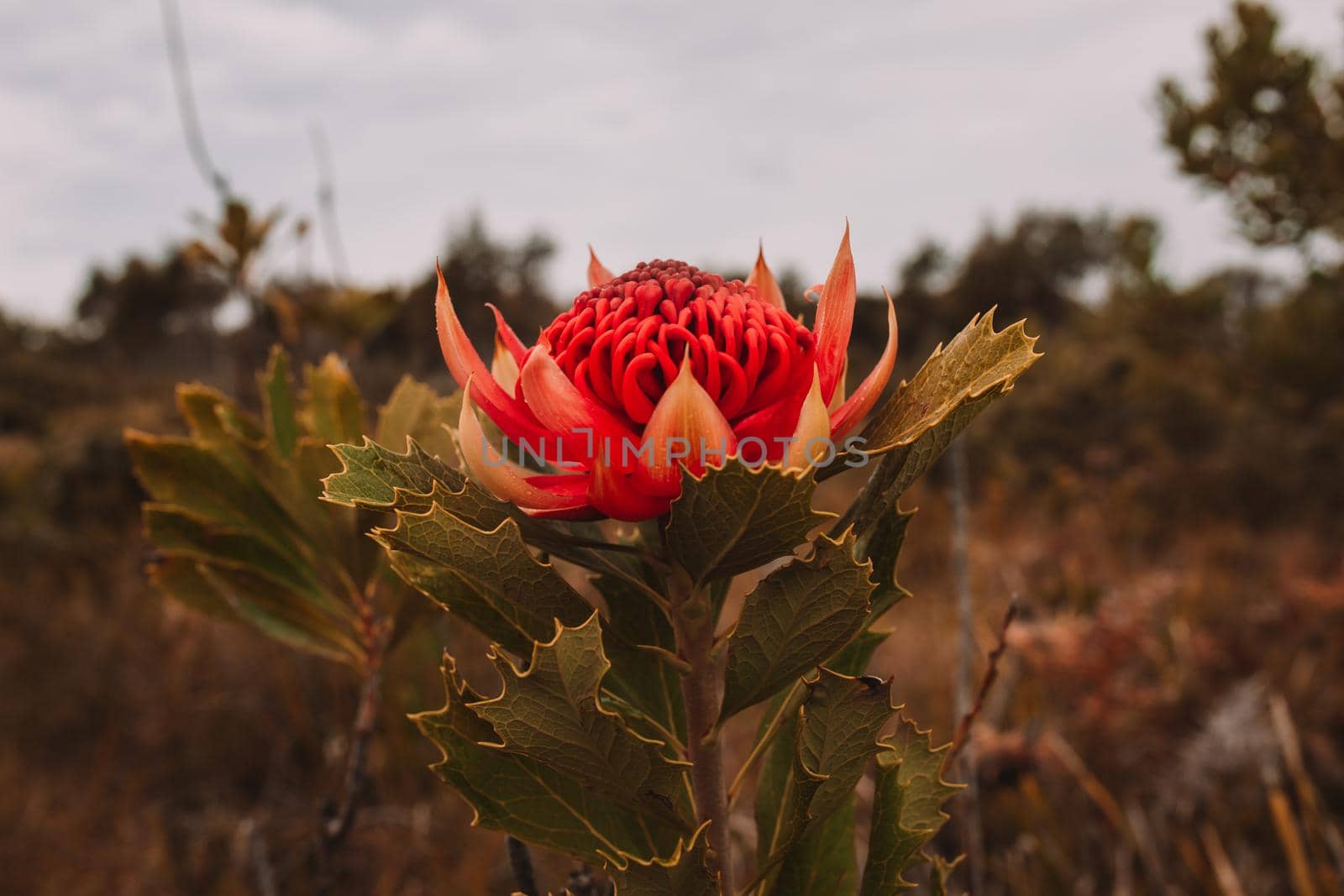 Australian native red and magenta Waratah flower. Flower head. by braydenstanfordphoto