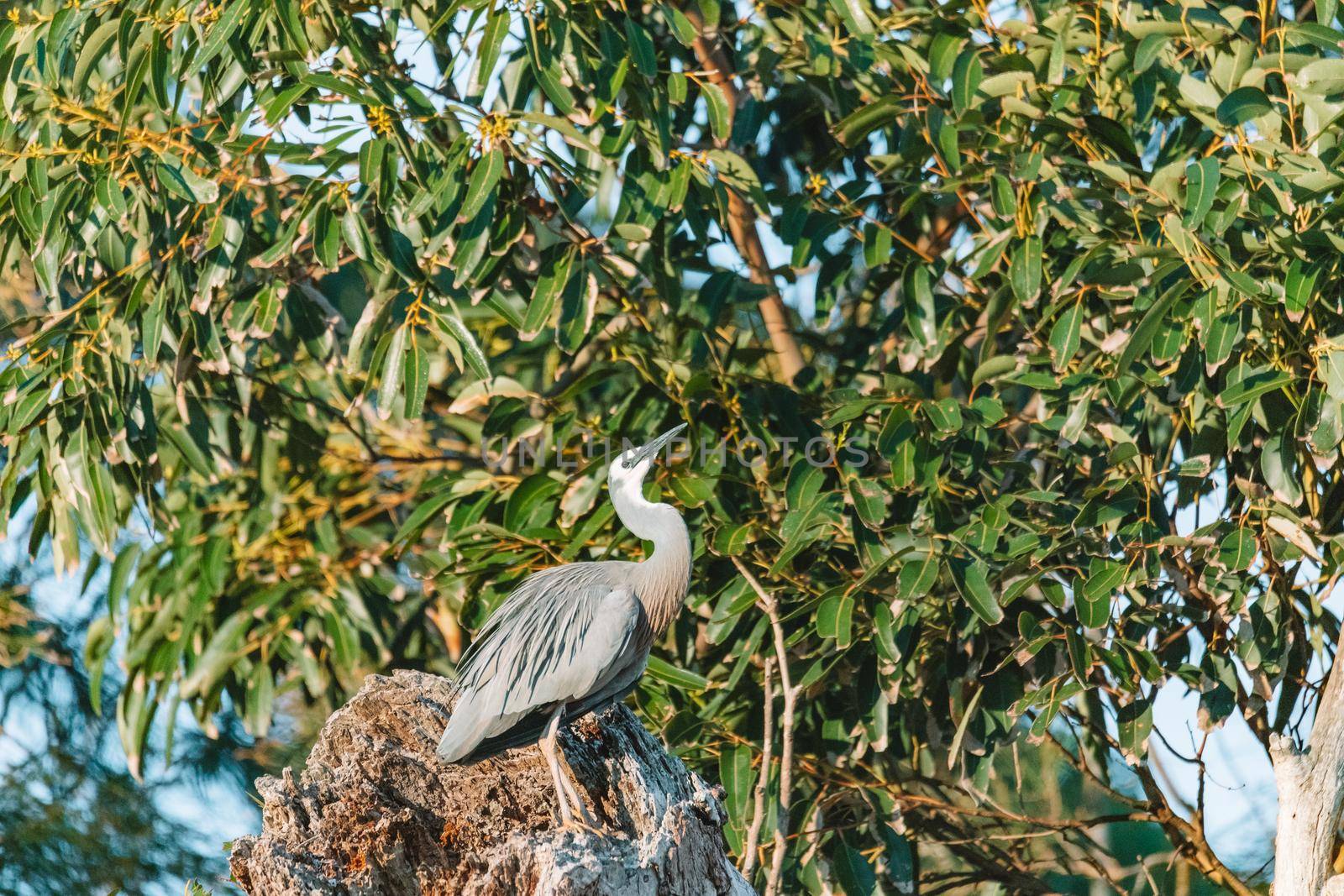White Faced Heron perched on a tree branch by braydenstanfordphoto