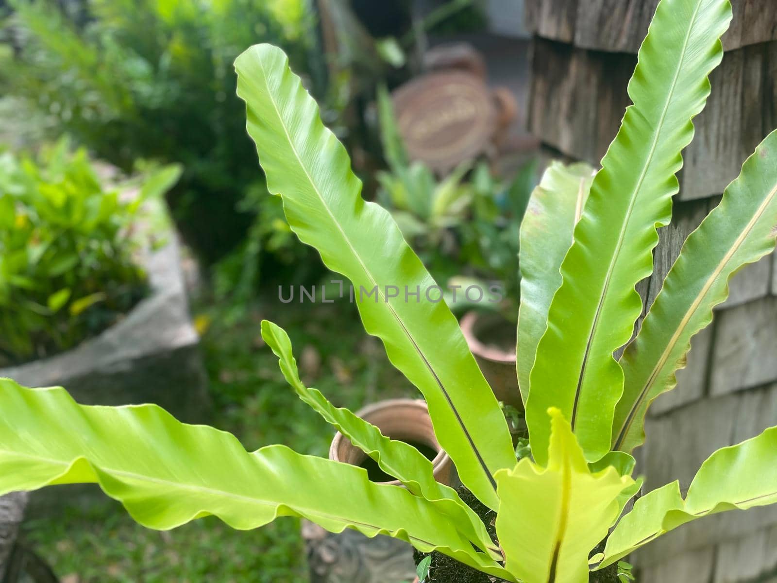 Greenery background of nature plant and leaf by NongEngEng