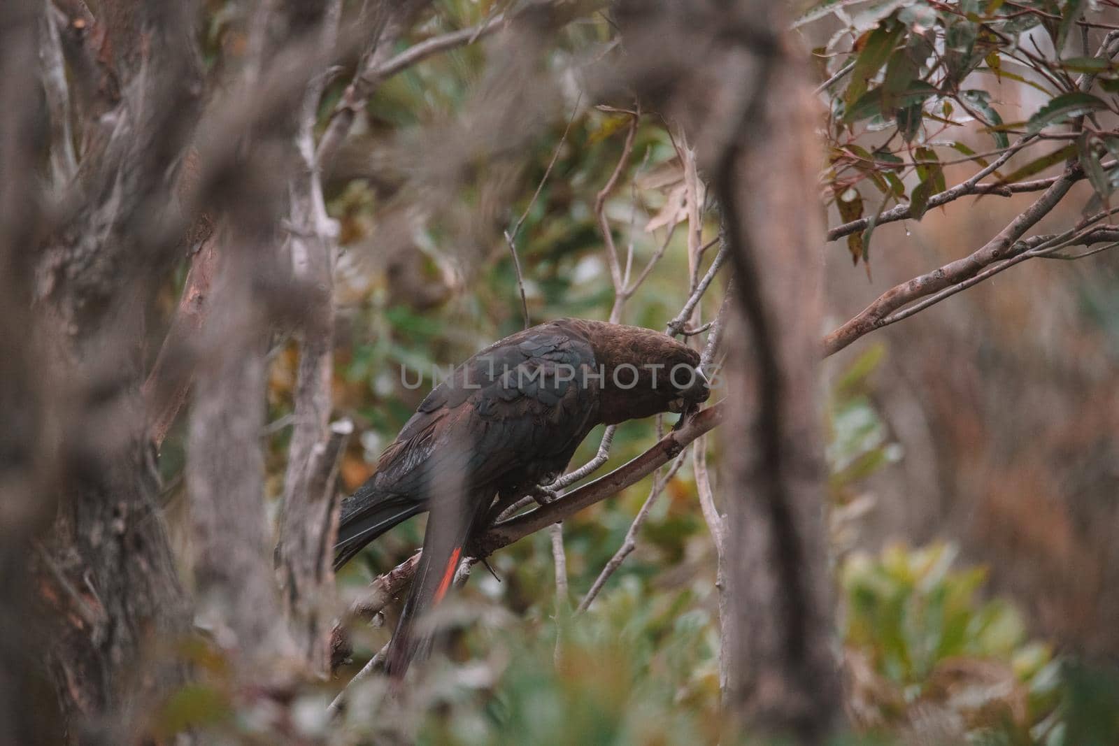 Glossy black cockatoo sitting in a tree. by braydenstanfordphoto