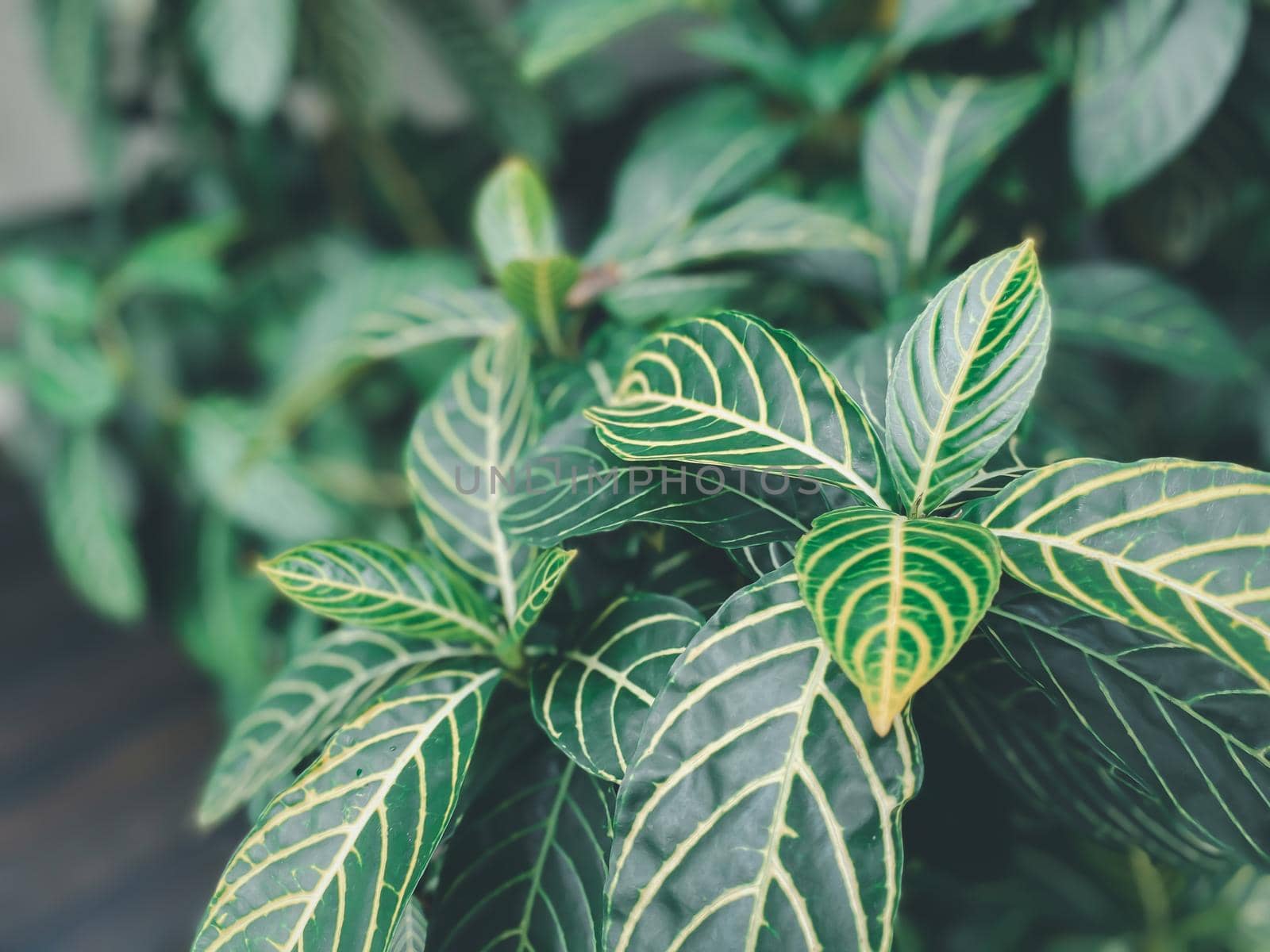 Greenery background of nature plant and leaf by NongEngEng