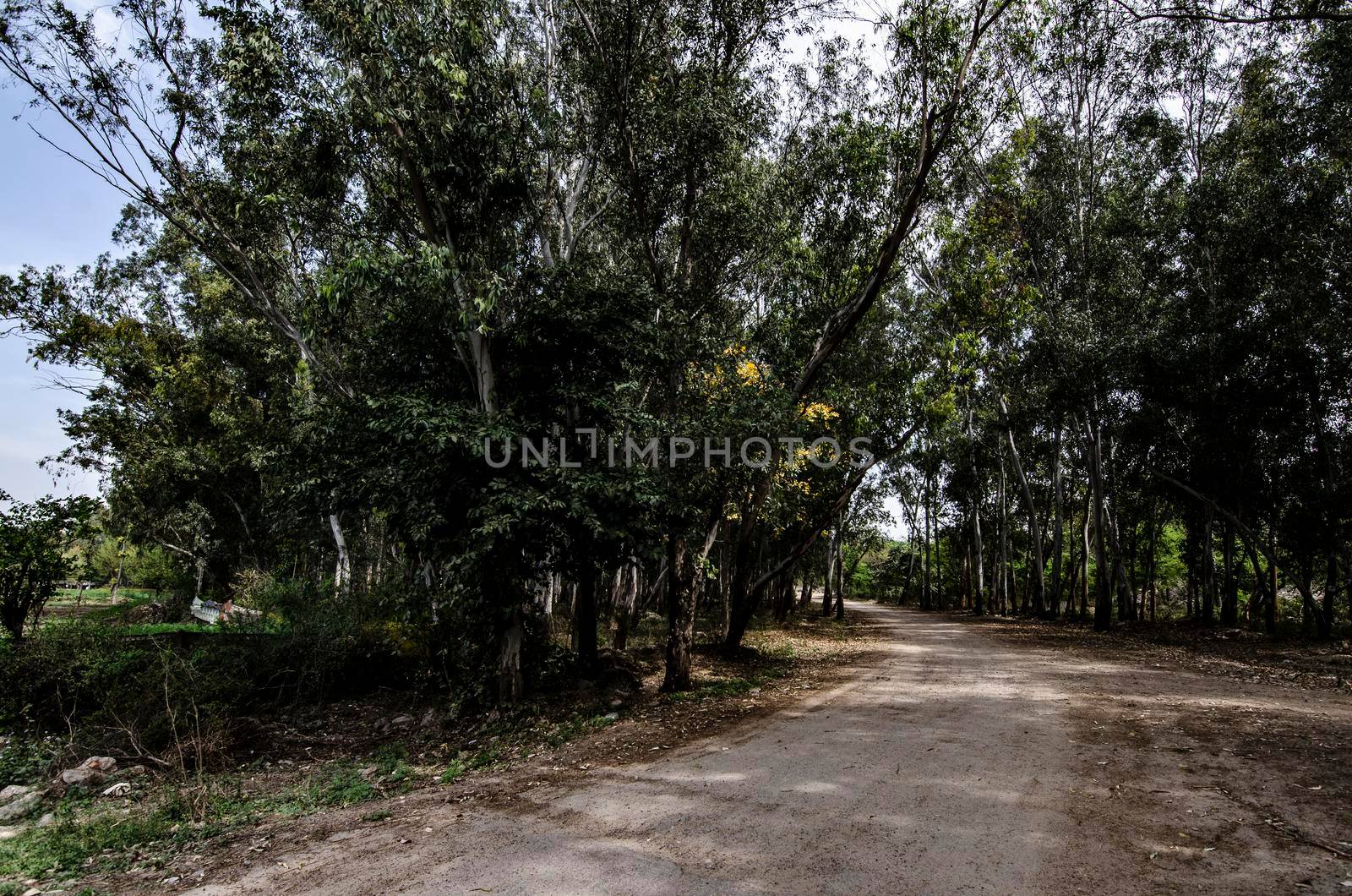 An unmetalled road in the forest covered with heavy trees