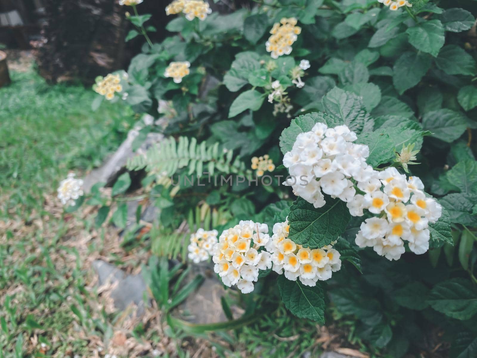 Greenery background of nature plant and leaf by NongEngEng