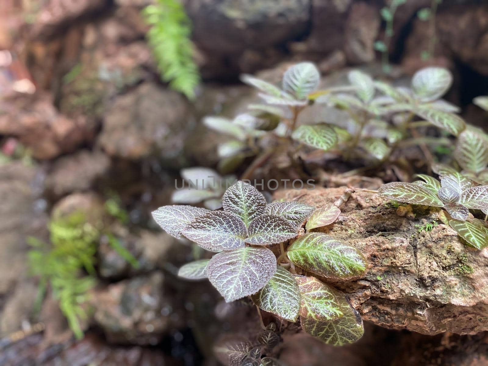 Greenery background of nature plant and leaf by NongEngEng