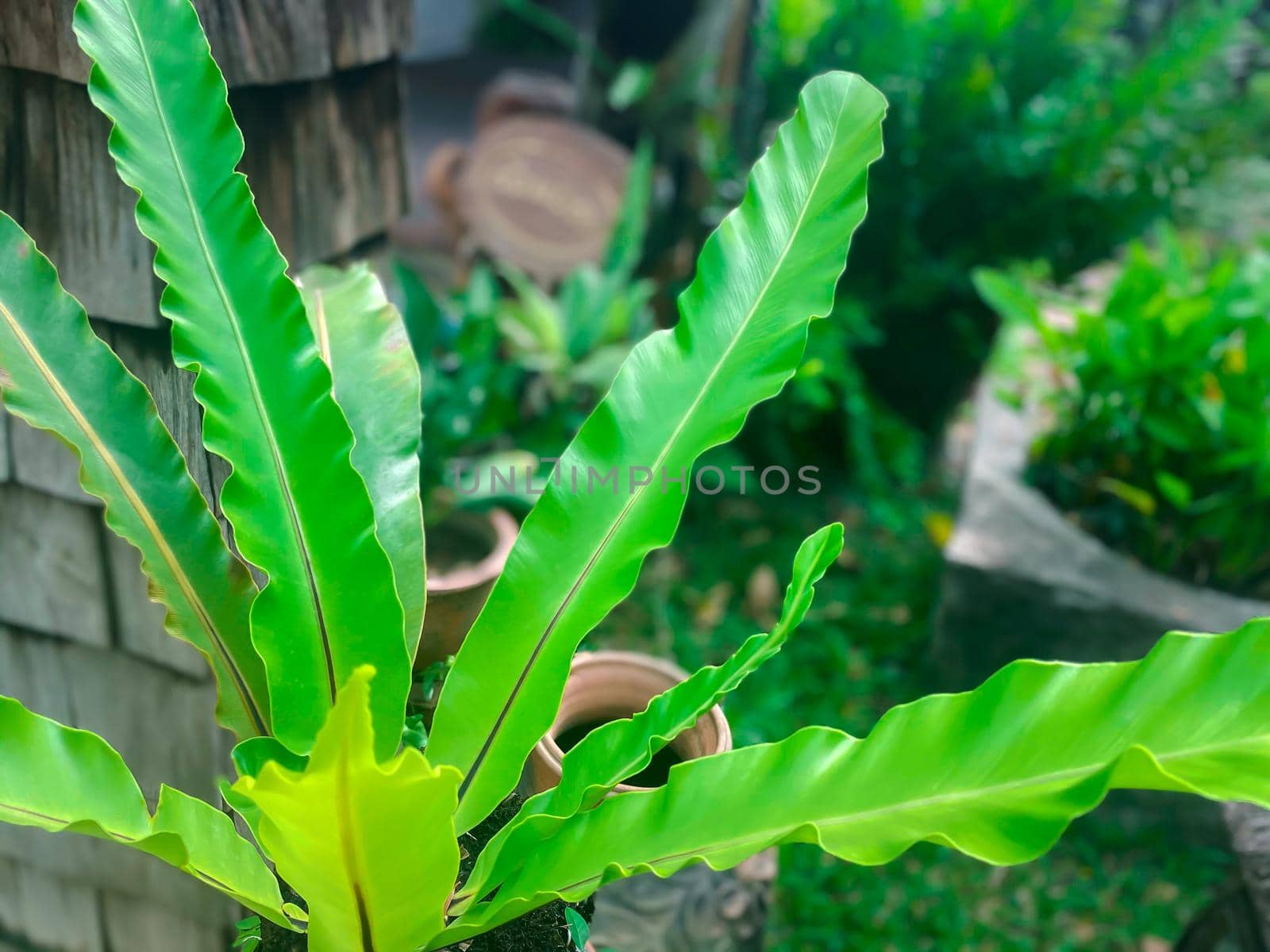 Greenery background of nature plant and leaf by NongEngEng