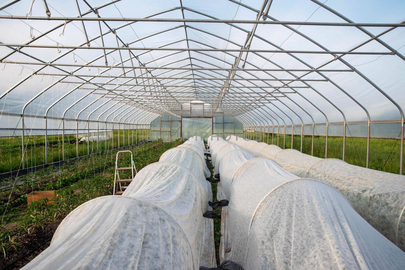 Interior of organic vegetable greenhouse with crops tools and white row covers by marysalen