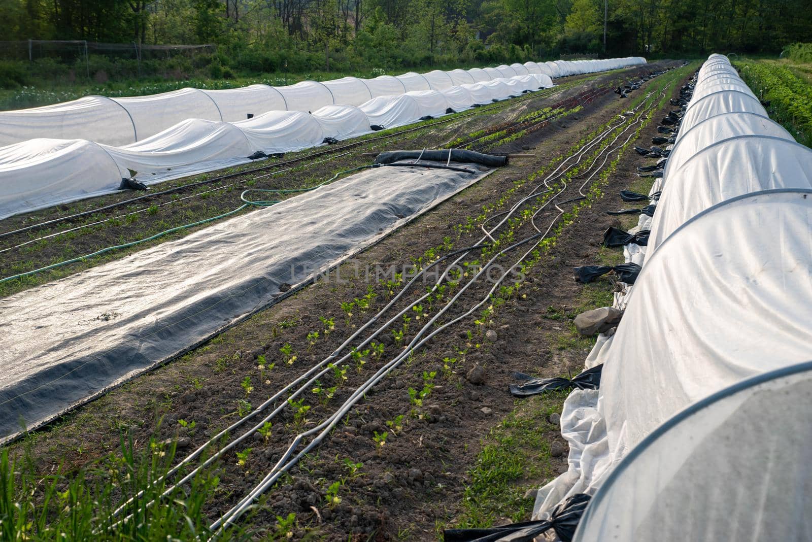 Rows of garden vegetables with row covers and irrigation lines by marysalen