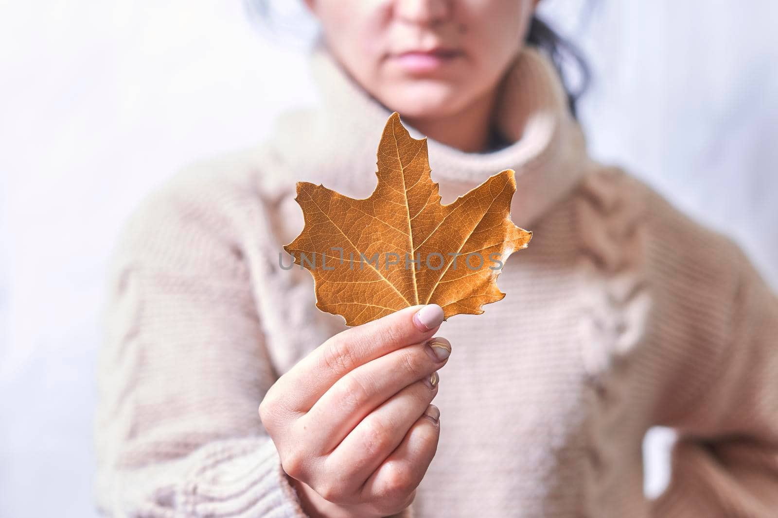 Woman holds in hand a fall leaf. Orange autumn leaf in the hands of a woman. Cropped shot of young woman in warm sweater holding autumnal leaf