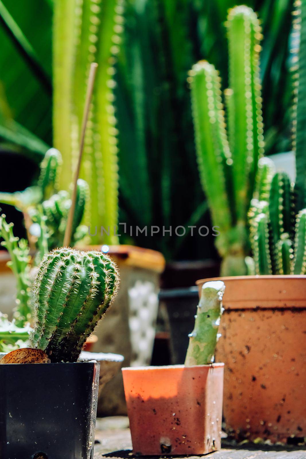 Tiny Potted Cactus. by ponsulak
