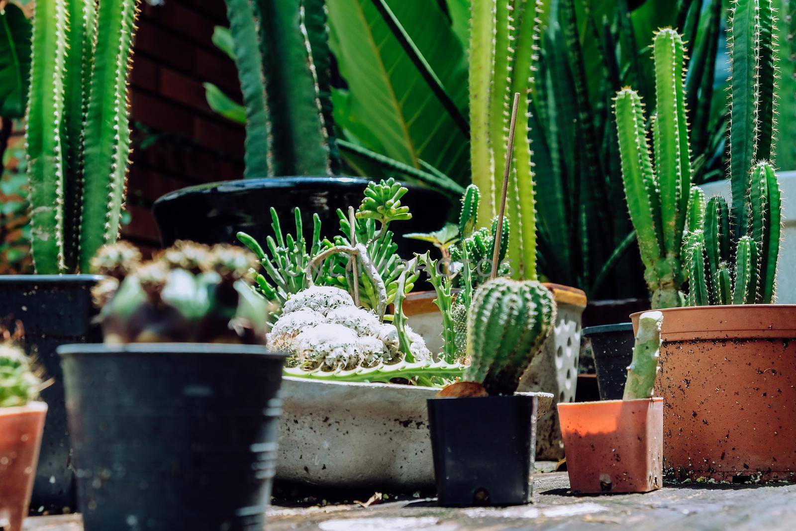 Tiny Potted Cactus. Plants in a pots. Home decor.