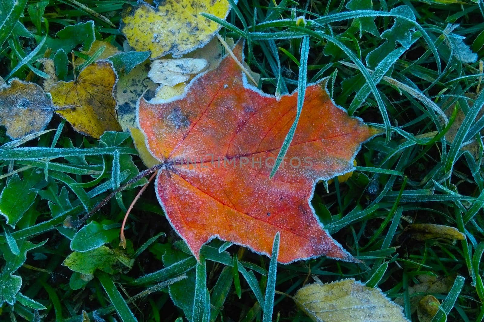 A fallen leaf lies on the grass. First frosts. The onset of cold weather