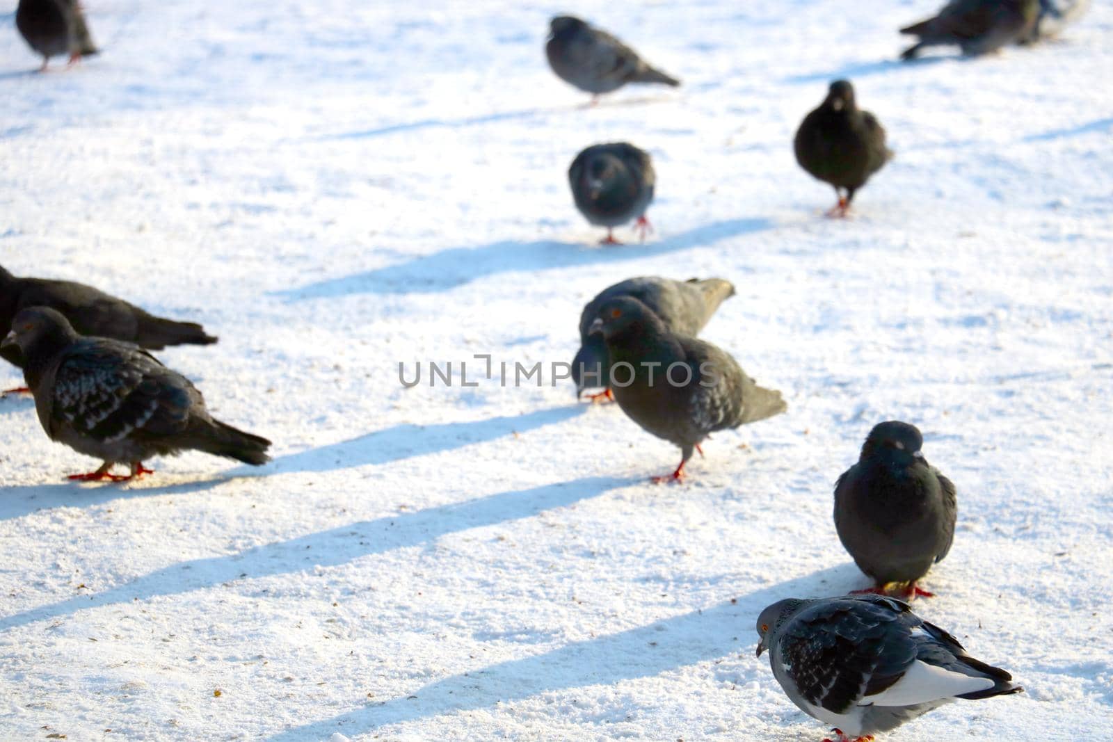 Pigeons walk through the snow on a sunny winter day. by kip02kas