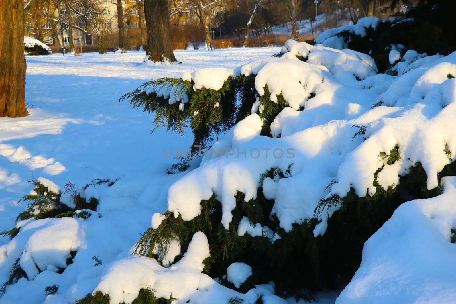 There is snow on a tree branch in the park. The onset of winter, the cold season. Sunny frosty day. by kip02kas