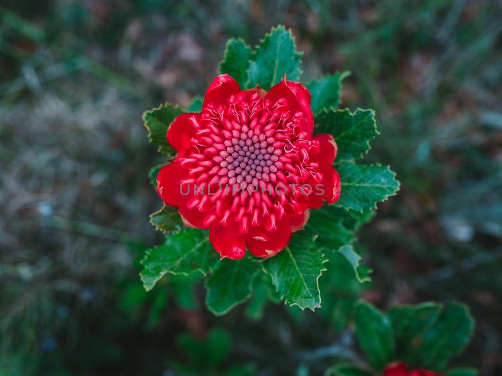 Australian native red and magenta Waratah flower. Flower head. High quality photo